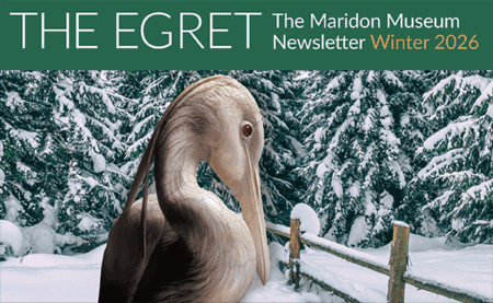 Inside the Winter 2026 Egret Newsletter