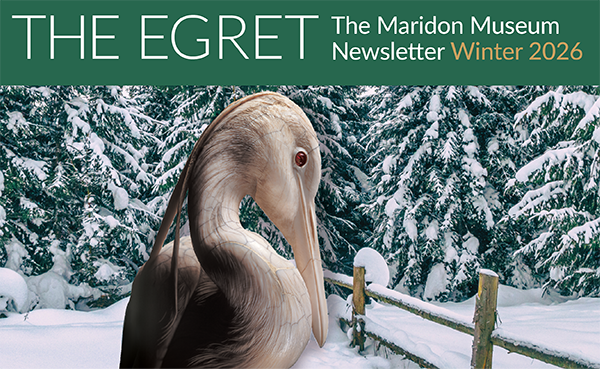 Inside the Winter 2026 Egret Newsletter